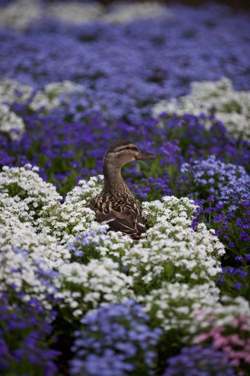 Eendje tussen de bloemen