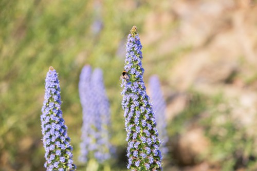 Efteling-Natuur.04525ae0ef14d300c2.jpg