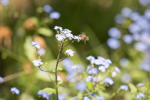 Bloemen