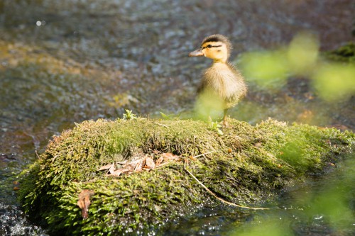 Efteling-Natuur.06f1d1a76f002d9004.jpg