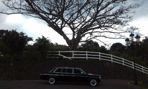 SPOOKY-TREE-IN-COSTA-RICA.-MERCEDES-LIMOUSINE-TOURS.40254662336fb768.jpg